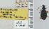  ( - NEONTcarabid4695)  @11 [ ] CreativeCommons - Attribution Non-Commercial Share-Alike (2011) Moore, W University of Arizona Insect Collection