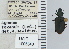  ( - NEONTcarabid4698)  @11 [ ] CreativeCommons - Attribution Non-Commercial Share-Alike (2011) Moore, W University of Arizona Insect Collection