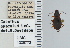  ( - NEONTcarabid4614)  @11 [ ] CreativeCommons - Attribution Non-Commercial Share-Alike (2011) Moore, W University of Arizona Insect Collection