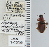  ( - NEONTcarabid4635)  @11 [ ] CreativeCommons - Attribution Non-Commercial Share-Alike (2011) Moore, W University of Arizona Insect Collection