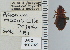  ( - NEONTcarabid4636)  @11 [ ] CreativeCommons - Attribution Non-Commercial Share-Alike (2011) Moore, W University of Arizona Insect Collection