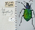  ( - NEONTcarabid4709)  @11 [ ] CreativeCommons - Attribution Non-Commercial Share-Alike (2011) Moore, W University of Arizona Insect Collection