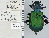  ( - NEONTcarabid4712)  @14 [ ] CreativeCommons - Attribution Non-Commercial Share-Alike (2011) Moore, W University of Arizona Insect Collection