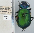  ( - NEONTcarabid4713)  @14 [ ] CreativeCommons - Attribution Non-Commercial Share-Alike (2011) Moore, W University of Arizona Insect Collection