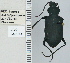  ( - NEONTcarabid4714)  @12 [ ] CreativeCommons - Attribution Non-Commercial Share-Alike (2011) Moore, W University of Arizona Insect Collection