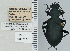  ( - NEONTcarabid4715)  @11 [ ] CreativeCommons - Attribution Non-Commercial Share-Alike (2011) Moore, W University of Arizona Insect Collection