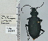  ( - NEONTcarabid4716)  @11 [ ] CreativeCommons - Attribution Non-Commercial Share-Alike (2011) Moore, W University of Arizona Insect Collection