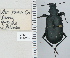  ( - NEONTcarabid4721)  @11 [ ] CreativeCommons - Attribution Non-Commercial Share-Alike (2011) Moore, W University of Arizona Insect Collection