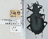  ( - NEONTcarabid4722)  @11 [ ] CreativeCommons - Attribution Non-Commercial Share-Alike (2011) Moore, W University of Arizona Insect Collection