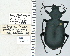  ( - NEONTcarabid4723)  @11 [ ] CreativeCommons - Attribution Non-Commercial Share-Alike (2011) Moore, W University of Arizona Insect Collection