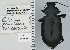  ( - NEONTcarabid4725)  @11 [ ] CreativeCommons - Attribution Non-Commercial Share-Alike (2011) Moore, W University of Arizona Insect Collection