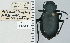  ( - NEONTcarabid4726)  @11 [ ] CreativeCommons - Attribution Non-Commercial Share-Alike (2011) Moore, W University of Arizona Insect Collection