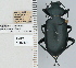  ( - NEONTcarabid4727)  @11 [ ] CreativeCommons - Attribution Non-Commercial Share-Alike (2011) Moore, W University of Arizona Insect Collection