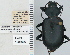  ( - NEONTcarabid4728)  @11 [ ] CreativeCommons - Attribution Non-Commercial Share-Alike (2011) Moore, W University of Arizona Insect Collection