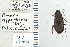  ( - NEONTcarabid4785)  @13 [ ] CreativeCommons - Attribution Non-Commercial Share-Alike (2011) Moore, W University of Arizona Insect Collection