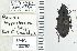  ( - NEONTcarabid4786)  @11 [ ] CreativeCommons - Attribution Non-Commercial Share-Alike (2011) Moore, W University of Arizona Insect Collection