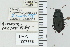  ( - NEONTcarabid4790)  @11 [ ] CreativeCommons - Attribution Non-Commercial Share-Alike (2011) Moore, W University of Arizona Insect Collection