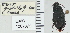  ( - NEONTcarabid4791)  @11 [ ] CreativeCommons - Attribution Non-Commercial Share-Alike (2011) Moore, W University of Arizona Insect Collection