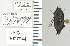  ( - NEONTcarabid4788)  @12 [ ] CreativeCommons - Attribution Non-Commercial Share-Alike (2011) Moore, W University of Arizona Insect Collection