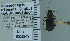  ( - NEONTcarabid5316)  @11 [ ] CreativeCommons - Attribution Non-Commercial Share-Alike (2011) Moore, W University of Arizona Insect Collection