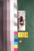  ( - NEONTcarabid2398)  @13 [ ] Copyright (2010) Baldwin, TA National Ecological Observatory Network (NEON) http://www.neoninc.org/content/copyright
