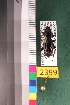  ( - NEONTcarabid2399)  @13 [ ] Copyright (2010) Baldwin, TA National Ecological Observatory Network (NEON) http://www.neoninc.org/content/copyright