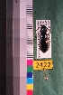  ( - NEONTcarabid2422)  @13 [ ] Copyright (2010) Baldwin, TA National Ecological Observatory Network (NEON) http://www.neoninc.org/content/copyright
