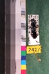  ( - NEONTcarabid2427)  @13 [ ] Copyright (2010) Baldwin, TA National Ecological Observatory Network (NEON) http://www.neoninc.org/content/copyright