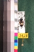  ( - NEONTcarabid2429)  @12 [ ] Copyright (2010) Baldwin, TA National Ecological Observatory Network (NEON) http://www.neoninc.org/content/copyright