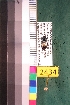  ( - NEONTcarabid2434)  @12 [ ] Copyright (2010) Baldwin, TA National Ecological Observatory Network (NEON) http://www.neoninc.org/content/copyright