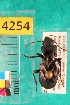  ( - NEONTcarabid4254)  @12 [ ] Copyright (2010) Blevins, KK and Travers, PD National Ecological Observatory Network (NEON) http://www.neoninc.org/content/copyright