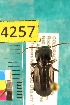  ( - NEONTcarabid4257)  @12 [ ] Copyright (2010) Blevins, KK and Travers, PD National Ecological Observatory Network (NEON) http://www.neoninc.org/content/copyright