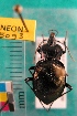  ( - NEONTcarabid5093)  @12 [ ] Copyright (2012) Blevins, KK and Travers, PD National Ecological Observatory Network (NEON) http://www.neoninc.org/content/copyright