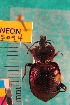  ( - NEONTcarabid5094)  @12 [ ] Copyright (2012) Blevins, KK and Travers, PD National Ecological Observatory Network (NEON) http://www.neoninc.org/content/copyright