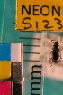  ( - NEONTcarabid5123)  @11 [ ] Copyright (2012) Blevins, KK and Travers, PD National Ecological Observatory Network (NEON) http://www.neoninc.org/content/copyright