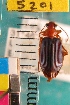  ( - NEONTcarabid5201)  @12 [ ] Copyright (2012) Blevins, KK and Travers, PD National Ecological Observatory Network (NEON) http://www.neoninc.org/content/copyright