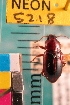  ( - NEONTcarabid5218)  @11 [ ] Copyright (2012) Blevins, KK and Travers, PD National Ecological Observatory Network (NEON) http://www.neoninc.org/content/copyright