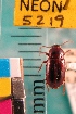  ( - NEONTcarabid5219)  @11 [ ] Copyright (2012) Blevins, KK and Travers, PD National Ecological Observatory Network (NEON) http://www.neoninc.org/content/copyright