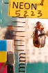  ( - NEONTcarabid5223)  @13 [ ] Copyright (2012) Blevins, KK and Travers, PD National Ecological Observatory Network (NEON) http://www.neoninc.org/content/copyright