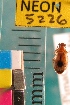  ( - NEONTcarabid5226)  @11 [ ] Copyright (2012) Blevins, KK and Travers, PD National Ecological Observatory Network (NEON) http://www.neoninc.org/content/copyright
