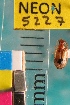  ( - NEONTcarabid5227)  @11 [ ] Copyright (2012) Blevins, KK and Travers, PD National Ecological Observatory Network (NEON) http://www.neoninc.org/content/copyright