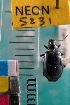  ( - NEONTcarabid5231)  @11 [ ] Copyright (2012) Blevins, KK National Ecological Observatory Network (NEON) http://www.neoninc.org/content/copyright
