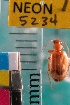  (Lebia perpallida - NEONTcarabid5234)  @11 [ ] Copyright (2012) Blevins, KK National Ecological Observatory Network (NEON) http://www.neoninc.org/content/copyright
