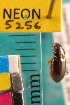  ( - NEONTcarabid5256)  @12 [ ] Copyright (2012) Blevins, KK National Ecological Observatory Network (NEON) http://www.neoninc.org/content/copyright