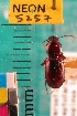  (Pterostichus inopinus - NEONTcarabid5257)  @11 [ ] Copyright (2012) Blevins, KK National Ecological Observatory Network (NEON) http://www.neoninc.org/content/copyright