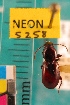  ( - NEONTcarabid5258)  @11 [ ] Copyright (2012) Blevins, KK National Ecological Observatory Network (NEON) http://www.neoninc.org/content/copyright