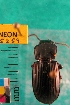  ( - NEONTcarabid5259)  @11 [ ] Copyright (2012) Blevins, KK National Ecological Observatory Network (NEON) http://www.neoninc.org/content/copyright