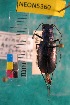  ( - NEONTcarabid5360)  @11 [ ] Copyright (2012) Blevins, KK National Ecological Observatory Network (NEON) http://www.neoninc.org/content/copyright
