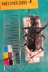  ( - NEONTcarabid5390)  @11 [ ] Copyright (2012) Barton, M National Ecological Observatory Network (NEON) http://www.neoninc.org/content/copyright