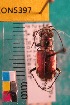  ( - NEONTcarabid5397)  @13 [ ] Copyright (2012) Barton, M National Ecological Observatory Network (NEON) http://www.neoninc.org/content/copyright